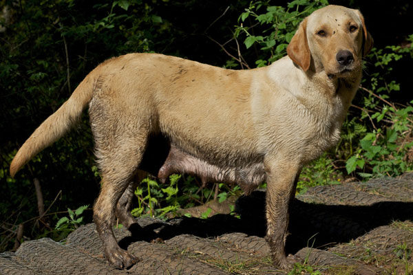 marsagan labradors amber