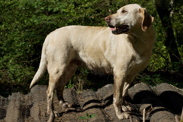 marsagan labradors chloe