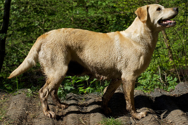 marsagan labradors delta