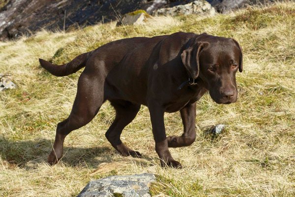 marsagan labradors millie