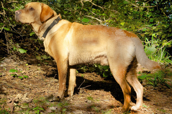 marsagan labradors murphy