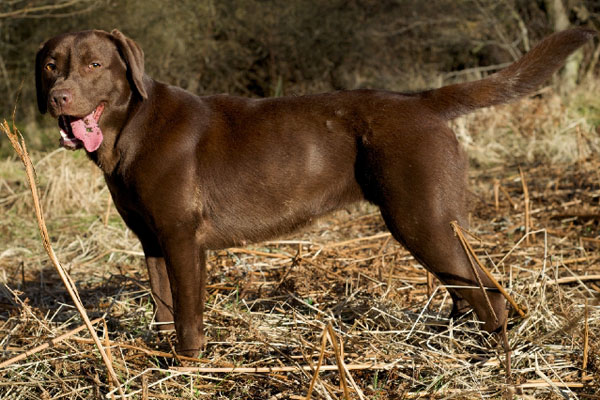 marsagan labradors roxy