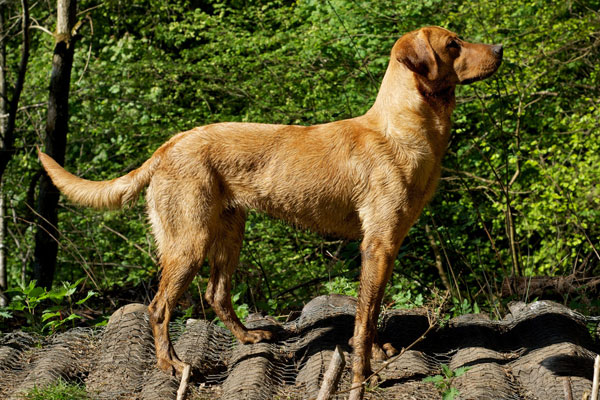 marsagan labradors shmibble