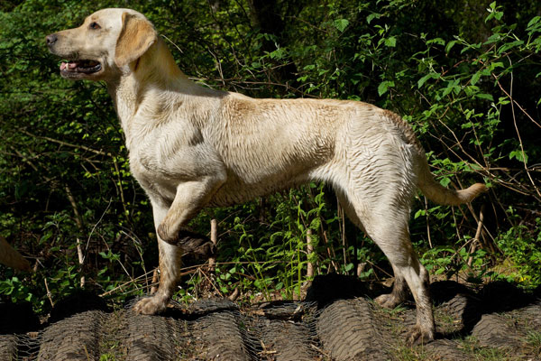 marsagan labradors willow