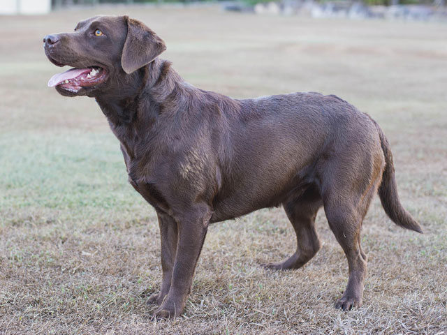 marsagen labradors bonnie