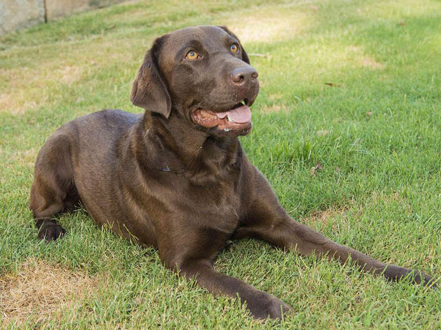 marsagen labradors chockeeta