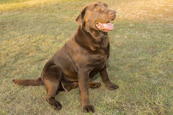 marsagen labradors fuzzy