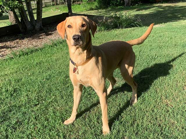 marsagen labradors kenzy