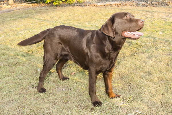 marsagen labradors penny