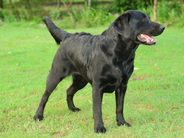 marsagen labradors rosie