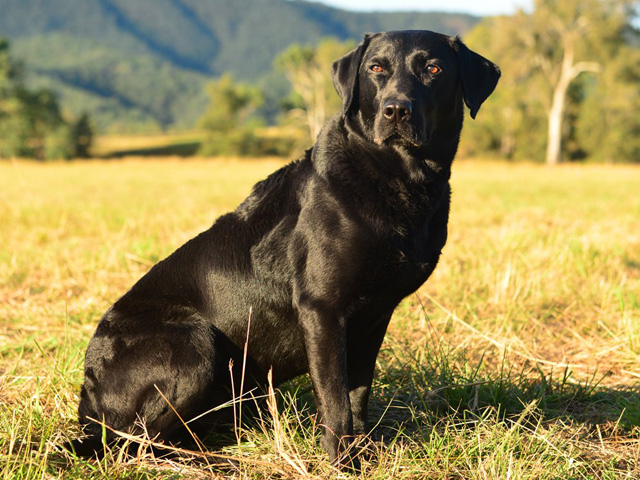 marsagen labradors sam 3