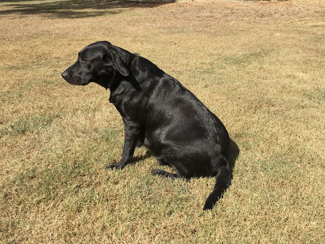 marsagen labradors tara