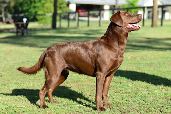 marsagen labradors xena