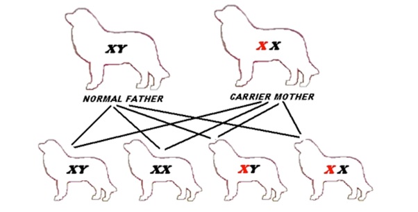 disease mode inheritance