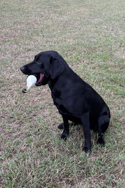marsagen labradors ghillie marsagen labradors ghillie