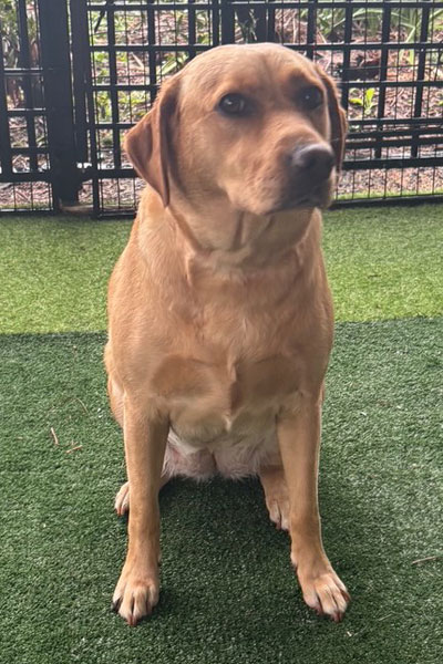 marsagen labradors meala