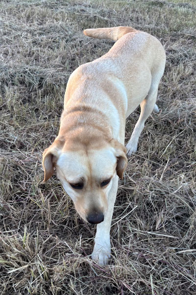 marsagen labradors meala marsagen labradors poppy