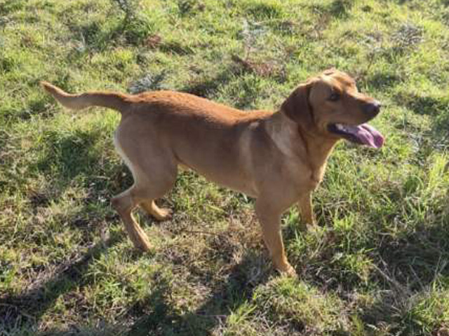 marsagen labradors rusty