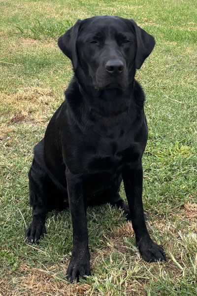 marsagen labradors zammi