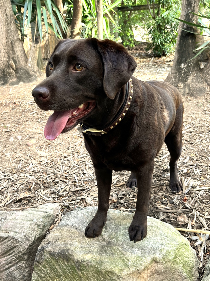 marsagen labradors scout IMG_2522
