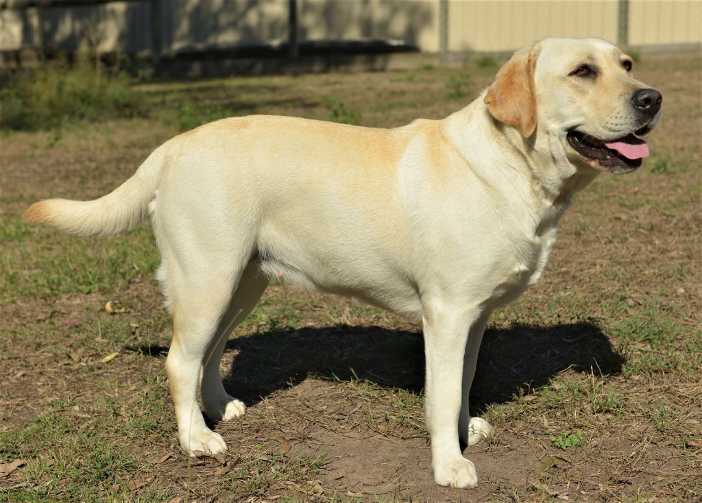 marsagen labradors Gracie