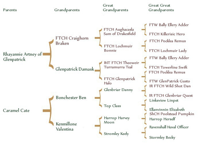 amberpedigree