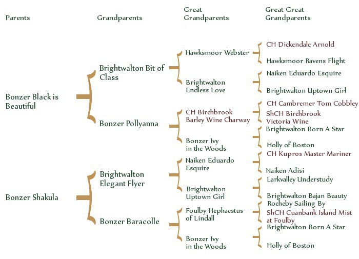 hattypedigree