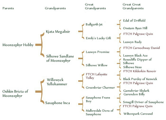 willowpedigree